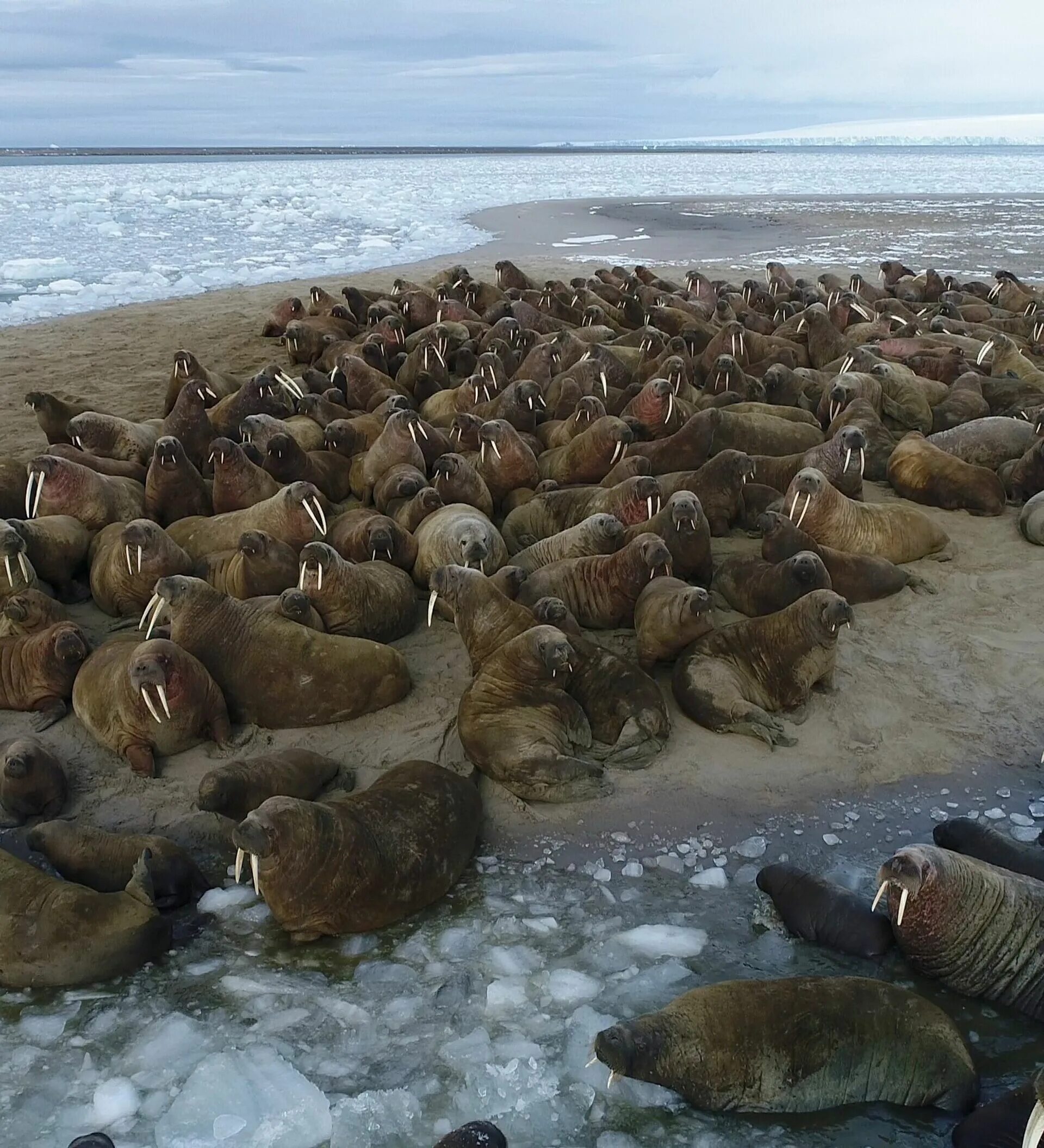 Берегите моржей. Лежбище моржей на острове врангеля. лежбища тихоокеанского моржа остров врангеля. шпицберген лежбище моржей. земля франца иосифа моржи.