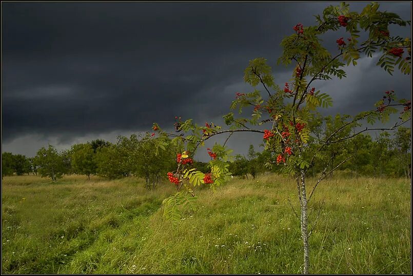 Занялась рябина зорькой алою. Рябина у дороги. Одинокая рябина. Рябина и дуб. Рябинка у дороги.