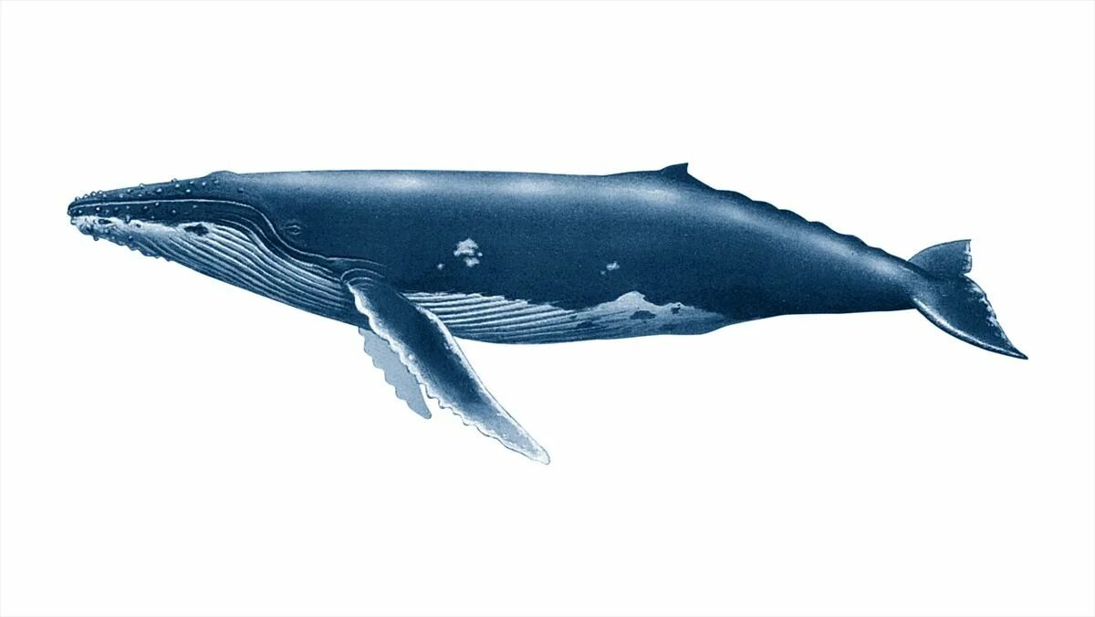 Кошелот. Синий кит сбоку. Кит Горбач. Синий кит вид сбоку. Кашалот сейвал.