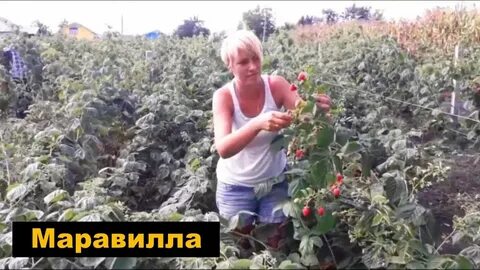 Урожайность маравиллы