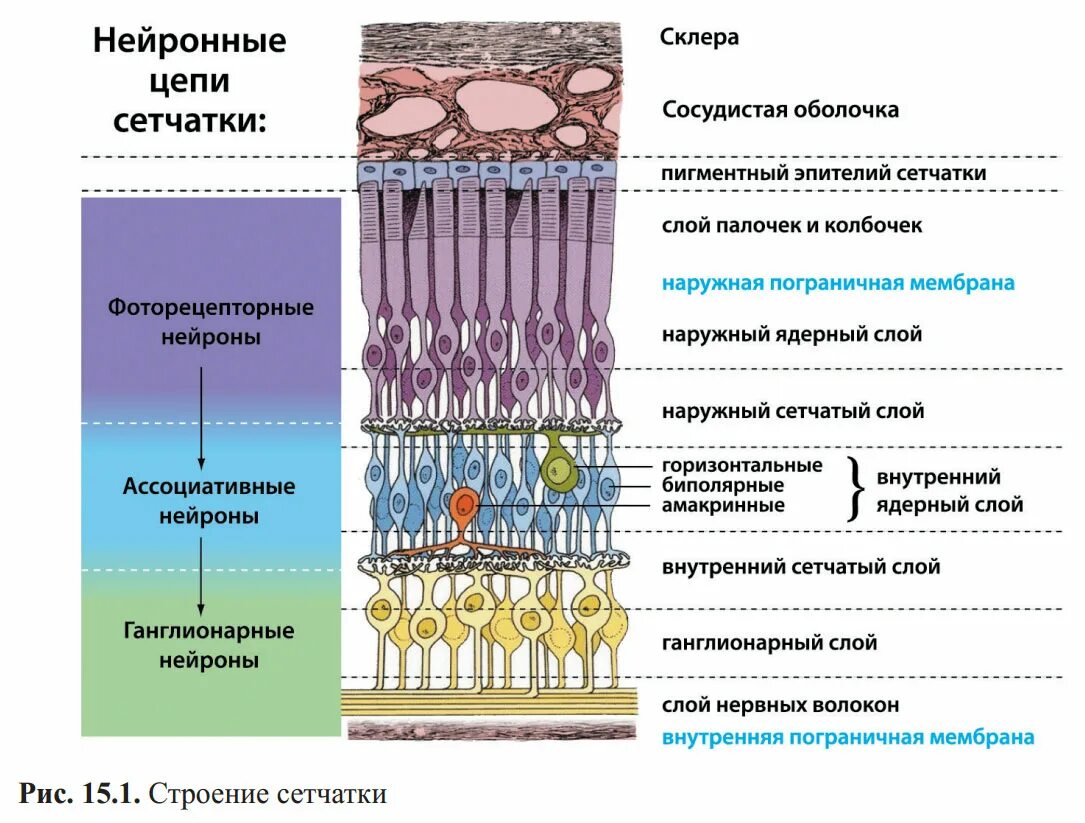 Строение сетчатки рисунок. Послойное строение сетчатки. Сетчатка глаза строение и функции гистология. Гистологическое строение сетчатки. Фоторецепторные клетки сетчатки глаза строение.