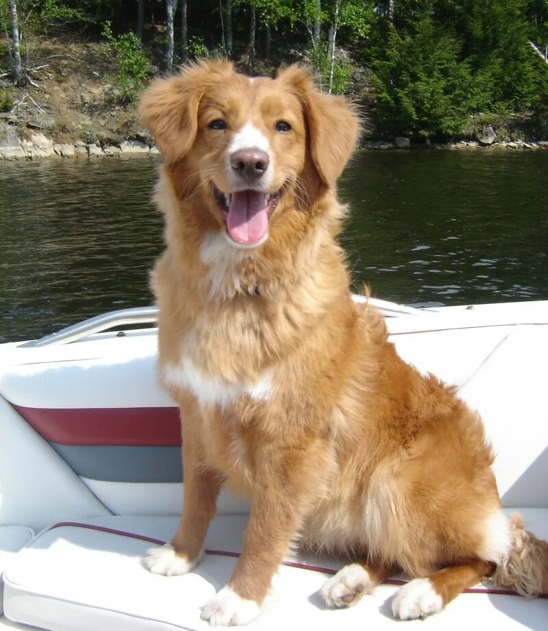 Толлер это. Порода новошотландский ретривер. Новошотландский ретривер толлер. Толлер это. Швейцарский толлер.