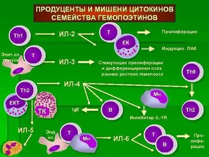 Пролиферация и дифференцировка