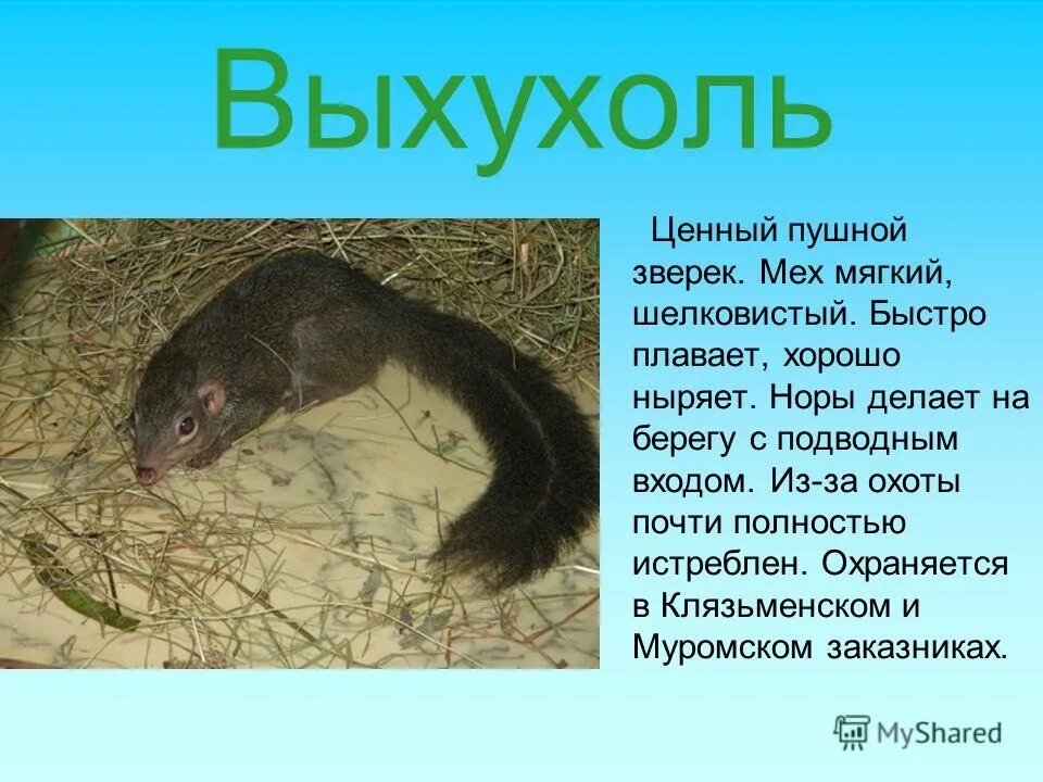 Выхухоль сообщение 2 класс. Русская выхухоль. выхухоль описание. клязьминский заказник выхухоль. выхухоль презентация.