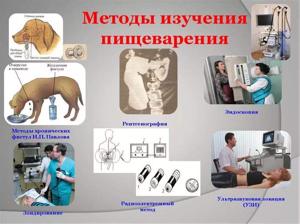 Методика исследования животных. Ультразвуковой метод изучения процессов пищеварения у человека. методы исследования органов пищеварения у человека. методика исследования органов пищеварения. радиоэлектронные методы исследования пищеварительного тракта.