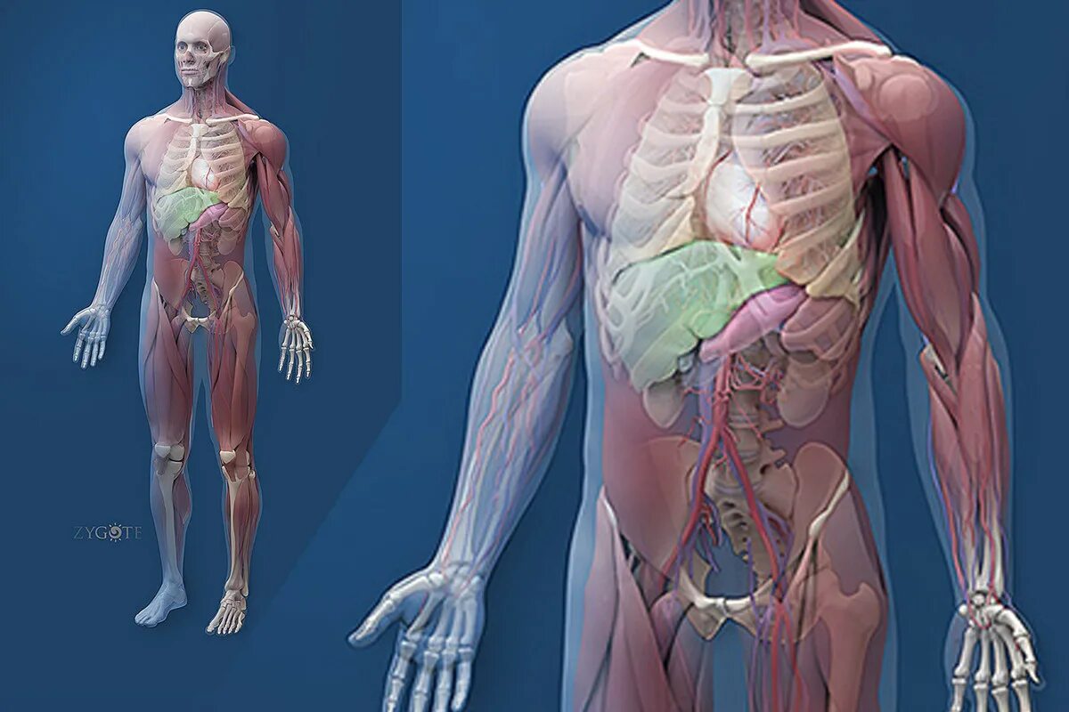 Человеческий организм. Тело человека анатомия.