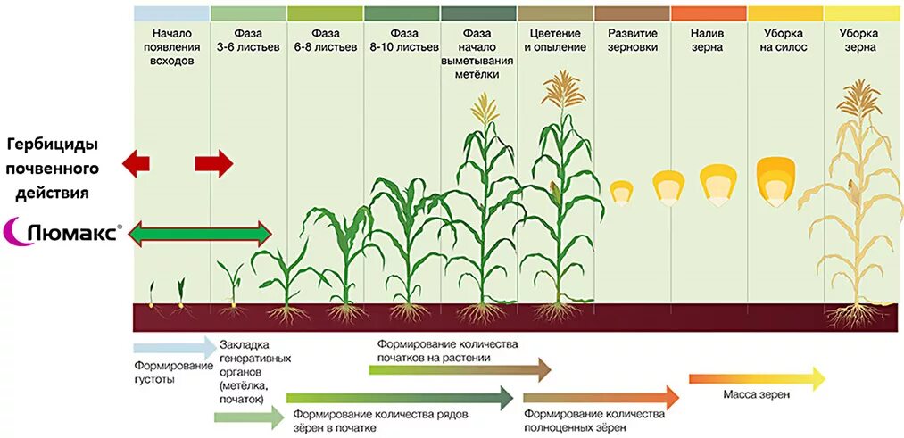 Фазы роста и развития кукурузы на зерно. Период вегетации кукурузы. Фазы роста растения кукурузы. Фазы развития кукурузы схема. Сколько дней растут цветы