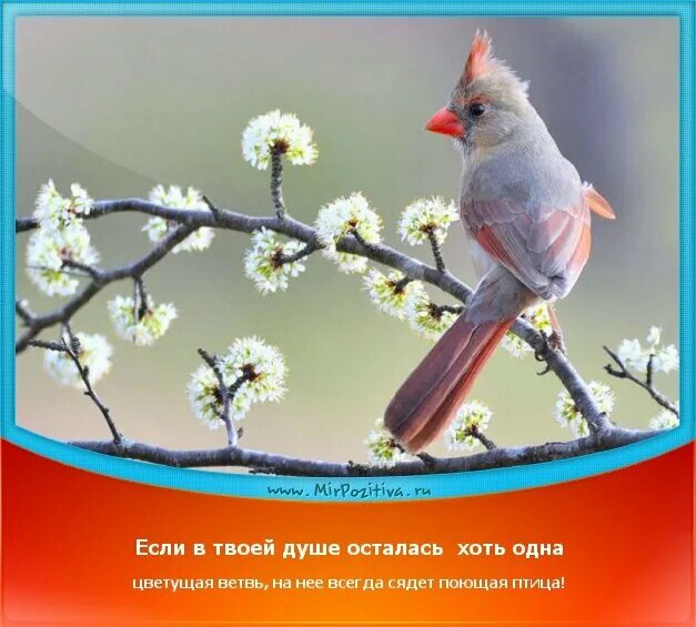 В душе пели птицы. Если в твоей душе осталась хоть одна Цветущая. Если в душе осталась Цветущая ветвь. Если в твоей душе осталась Цветущая ветвь. Если в душе есть Цветущая ветвь на нее сядет поющая птица.