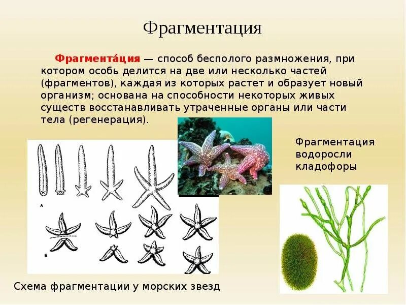 Условия бесполого размножения. Вегетативное размножение фрагментация. Фрагментация бесполое размножение. Формы бесполого размножения фрагментация. Виды бесполого размножения фрагментация.