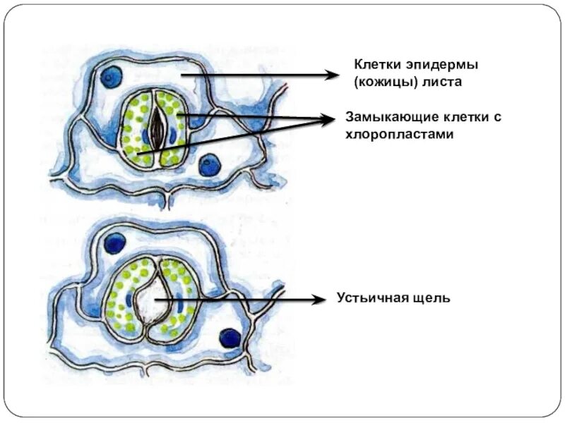 Замыкающие клетки устьиц рисунок. Клетки кожицы , замыкающие клетки устьичная щель. Строение устьица листа. Строение устьица листа рисунок. Кожица листа традесканции