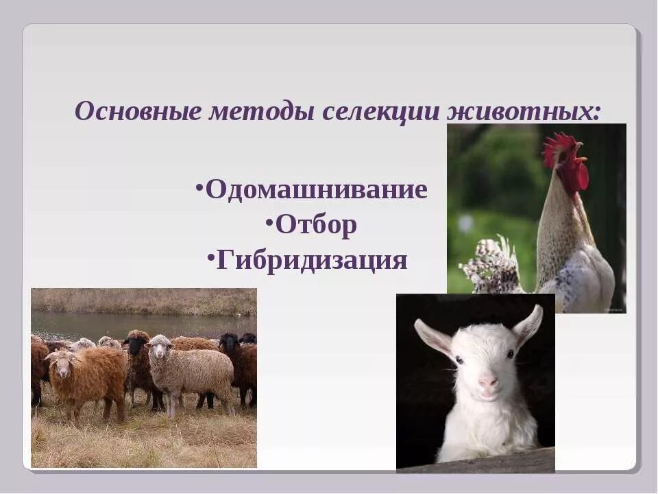 Селекция млекопитающих и цветковых. Метод селекции животных гибридизация. методы селекции отбор и гибридизация. селекция животных презентация. селекция основные методы селекции.