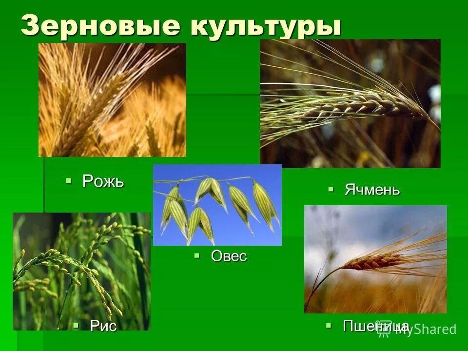 Злаковым является. Злаковые растения ячмень. Пшеница, рожь, ячмень, овес, кукуруза. Ячмень культура зерновая. Злаки пшеница рожь ячмень.