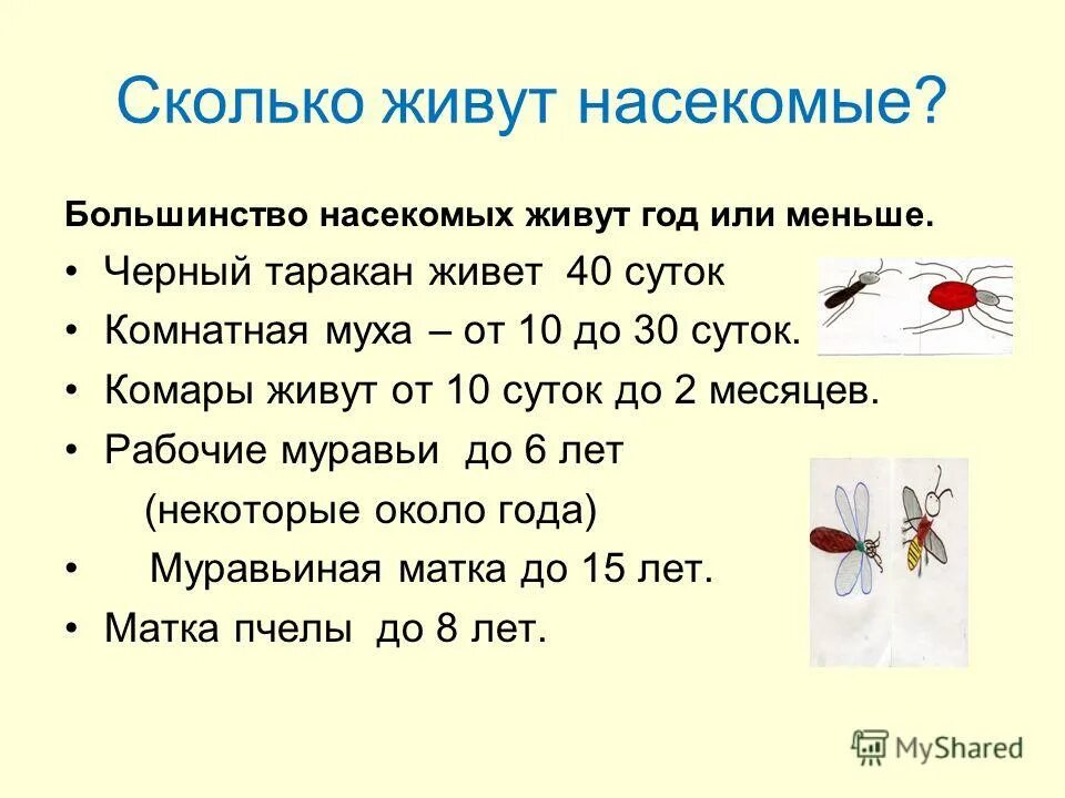 сколько живут комары обыкновенные. продолжительность жизни мухи. сколько живут комары обыкновенные. сколько дней живут комары. сколько лет живут комары.