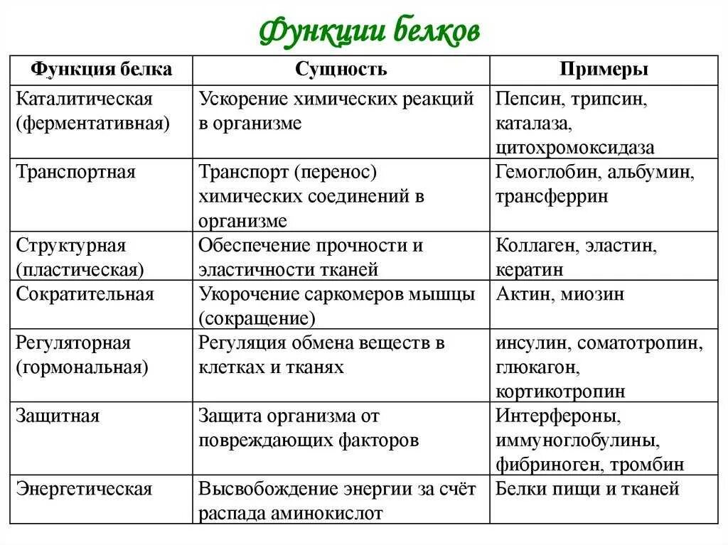 Белки выполняющие разные функции. Функции белков с примерами таблица. функции белков в клетке таблица. функции белков и характеристика таблица. таблица о функциях белка в клетке.