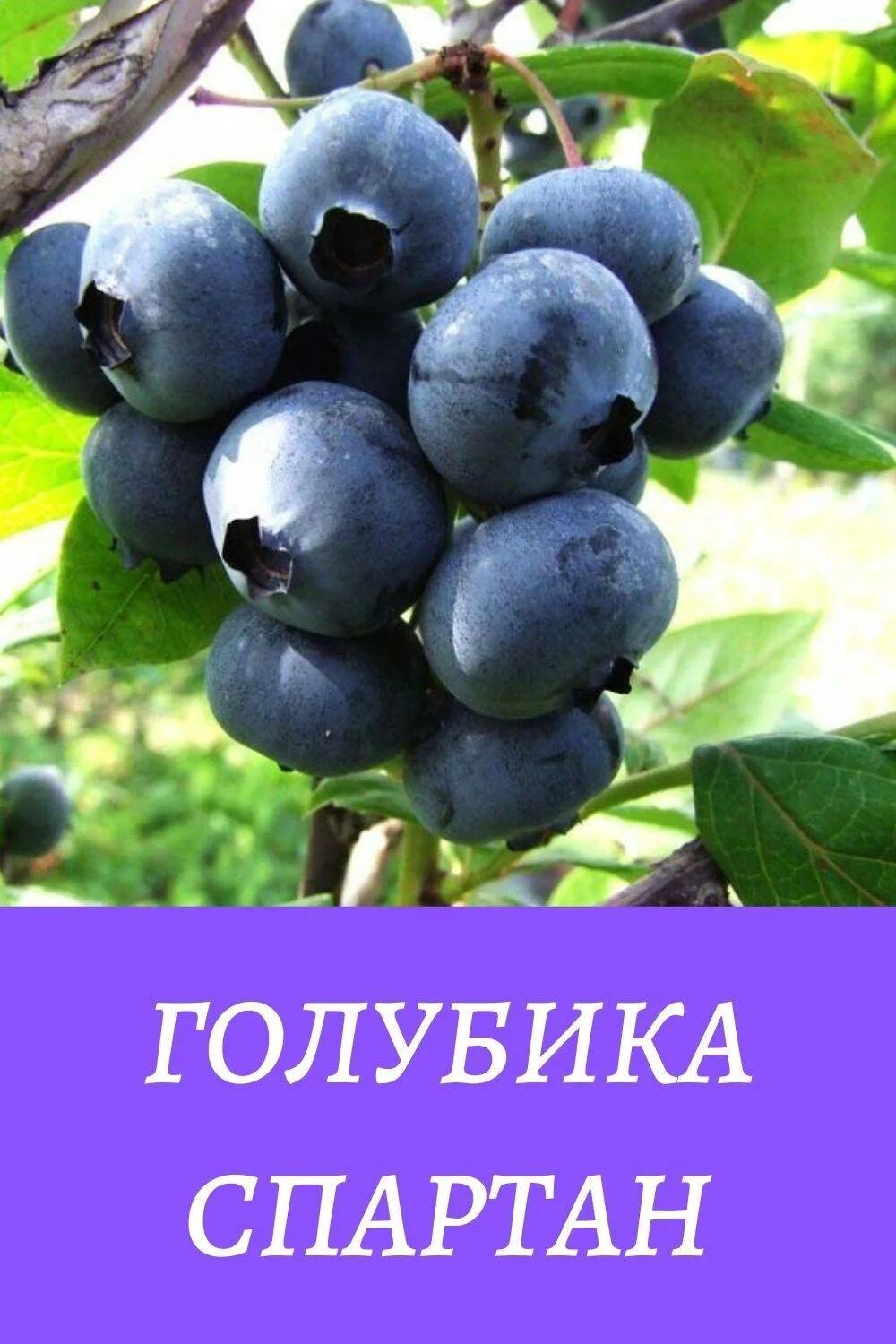 Голубика Спартан. Голубика сорт Спартан. Голубика Спартан р9. Голубика высокорослая Спартан.