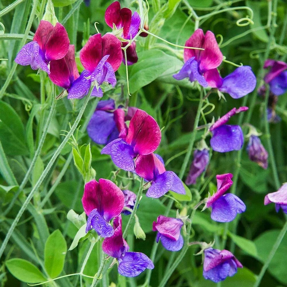 Чина многолетняя. Латирус (душистый горошек). Lathyrus (Sweet Pea). Чина душистый горошек. Латирус Одоратус.