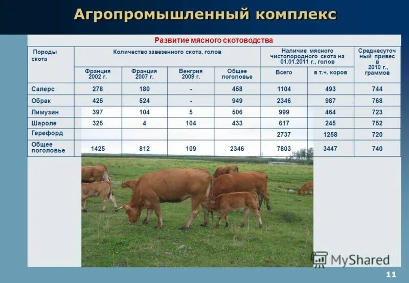 Размещение молочного и мясного скотоводства. Размещение молочного и мясного скотоводства. Молочно-мясное животноводство, овцеводство. Отрасли животноводства. Размещение молочного и мясного скотоводства.