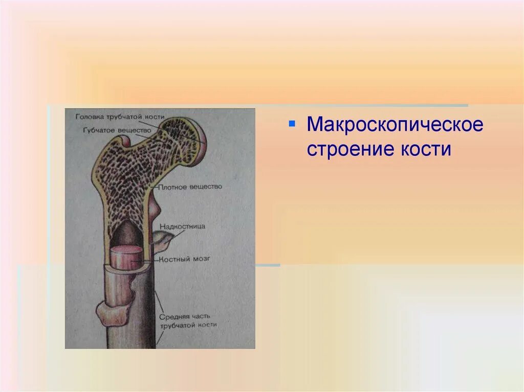 Какую функцию выполняет компактное вещество. Макроскопическостроение кости. Макроскопическое строение кости. Макроскопическое строение трубчатой кости. Головка трубчатой кости функции.