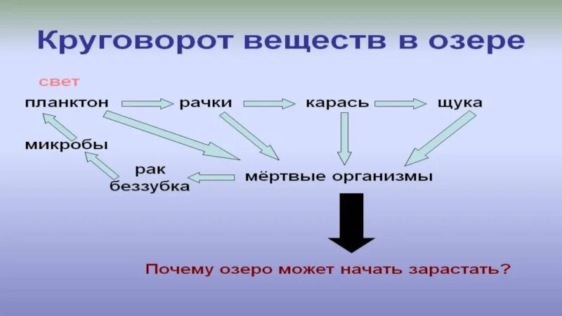 Составить цепь питания водоема 5. Круговорот веществ в сообществе водоема 3. Схема круговорота веществ в сообществе водоема. Схема круговорота веществ в сообществе водоема 3 класс. Схема круговорота веществ в водоеме 3 класс примеры.