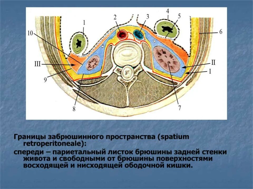 Подъягодичное клетчаточное пространство. Забрюшинная клетчатка кт. фасции и клетчатка забрюшинного пространства. фасции забрюшинного пространства схема стромберга. забрюшинное пространство топографическая анатомия.