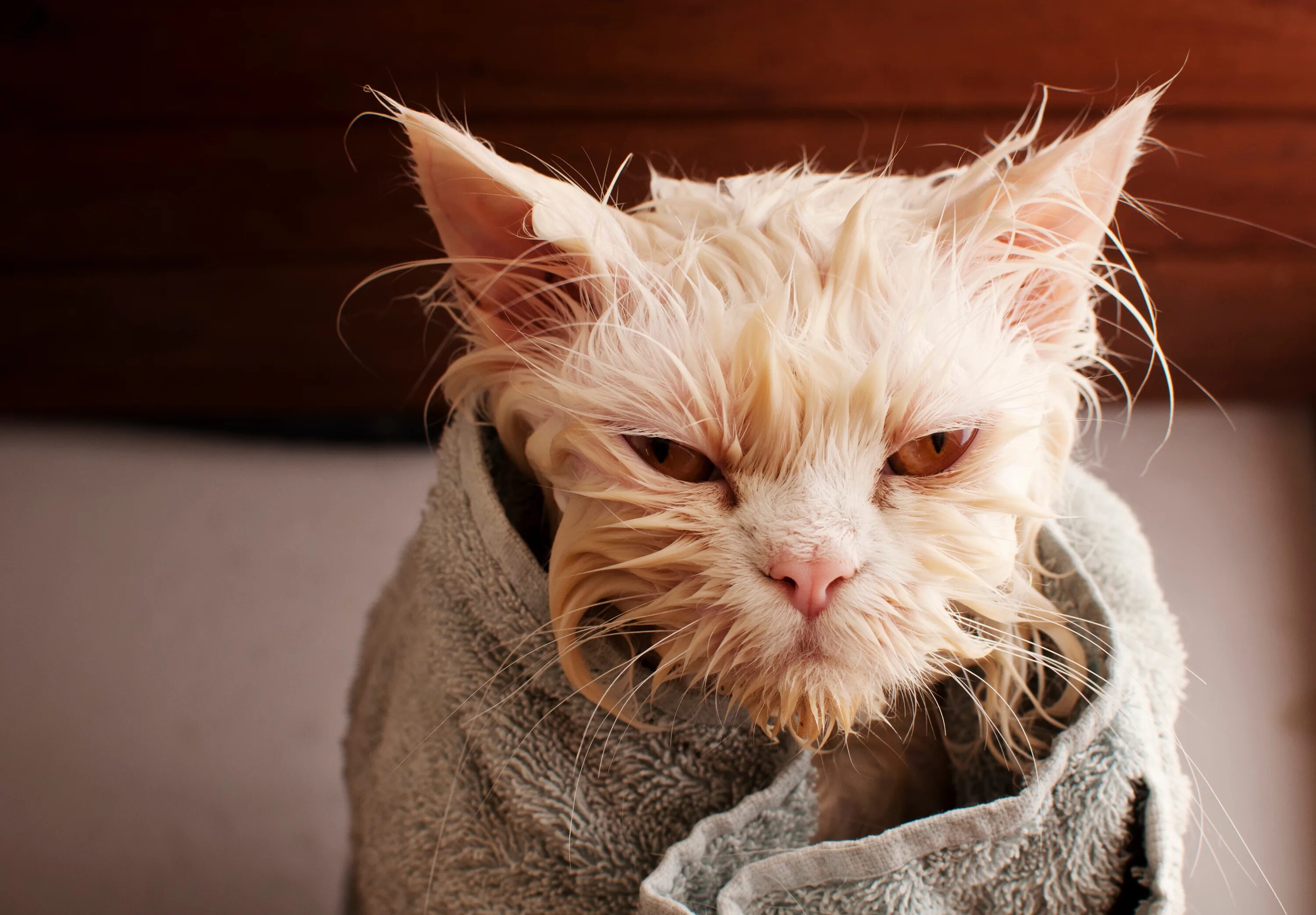 Мокрая кошка. Смешные мокрые коты. Промокший кот. Смешной кот. Кот после купания