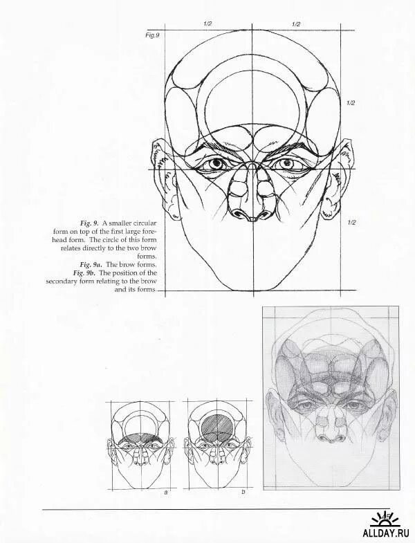 Head forms. Метод Рейли рисования головы. Построение головы метод Райли. Метод Райли рисование головы. Схема построения лица метод Рэйли.