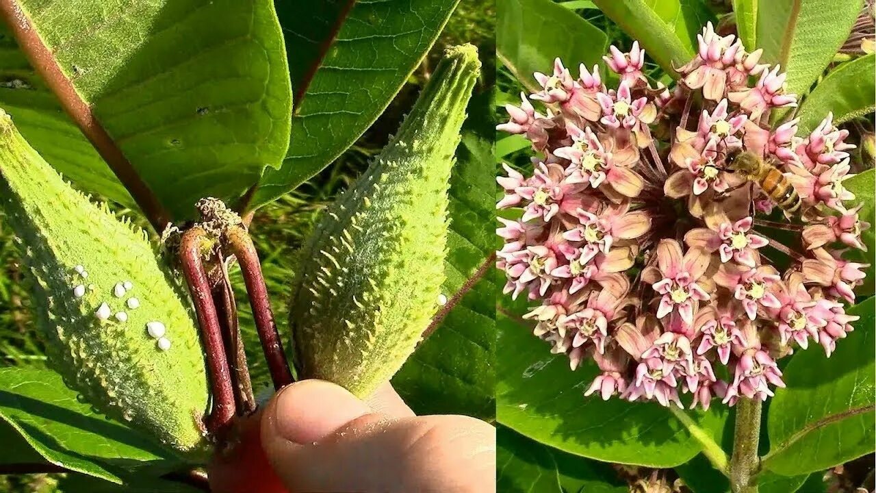 Milkweed. Дерево Milkweed. Sabin's Milkweed. Milkweed Insulation.