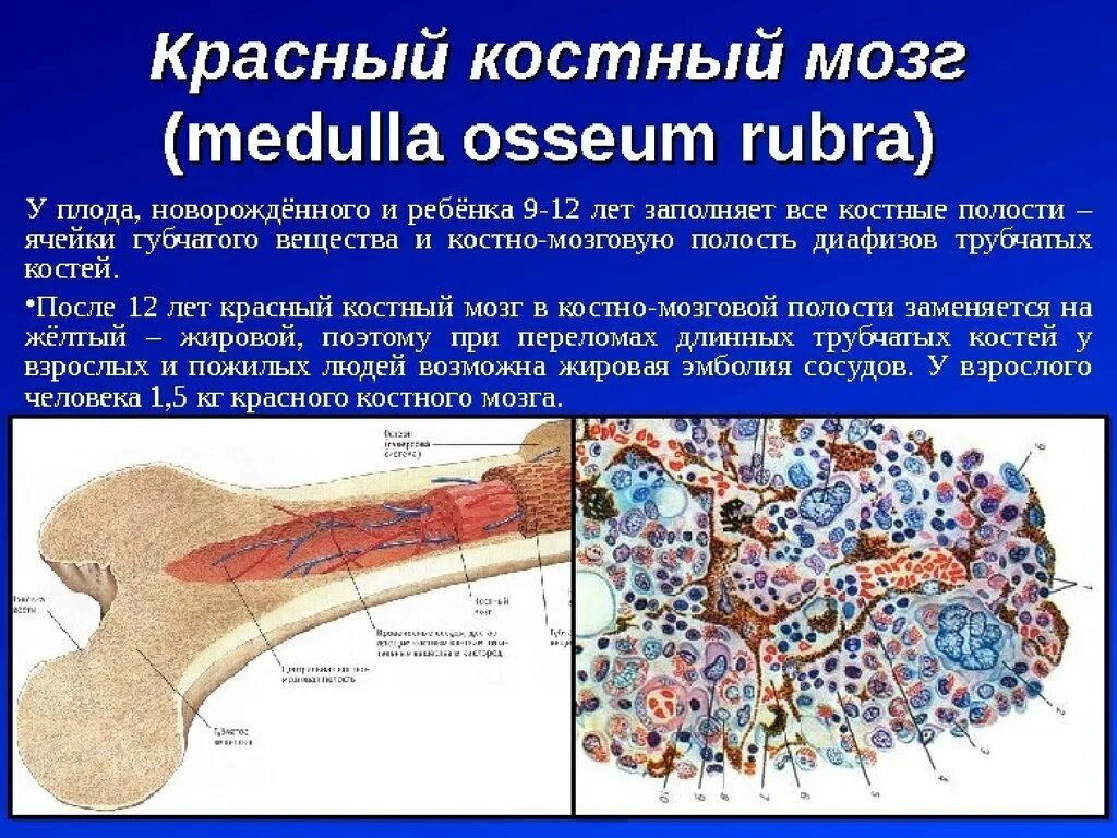 Заполнена красным костным мозгом. Красный костный мозг топография. Основные структурные компоненты красного костного мозга. Строение красного костного мозга иммунология. Строение кости желтый костный мозг.