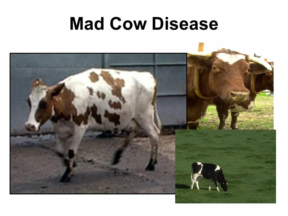 Губкообразная энцефалопатия крс. Коровы в юар. Mad cow films. Cow disease. Гиподерматоз крупного рогатого скота.