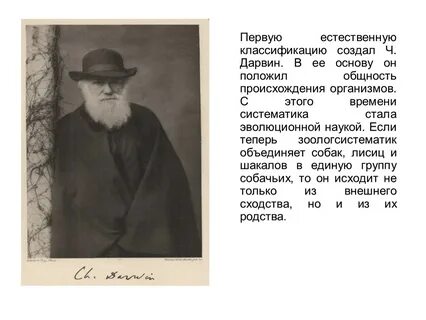 Дарвин систематика