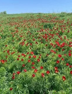 Погода даниловском районе волгоградской