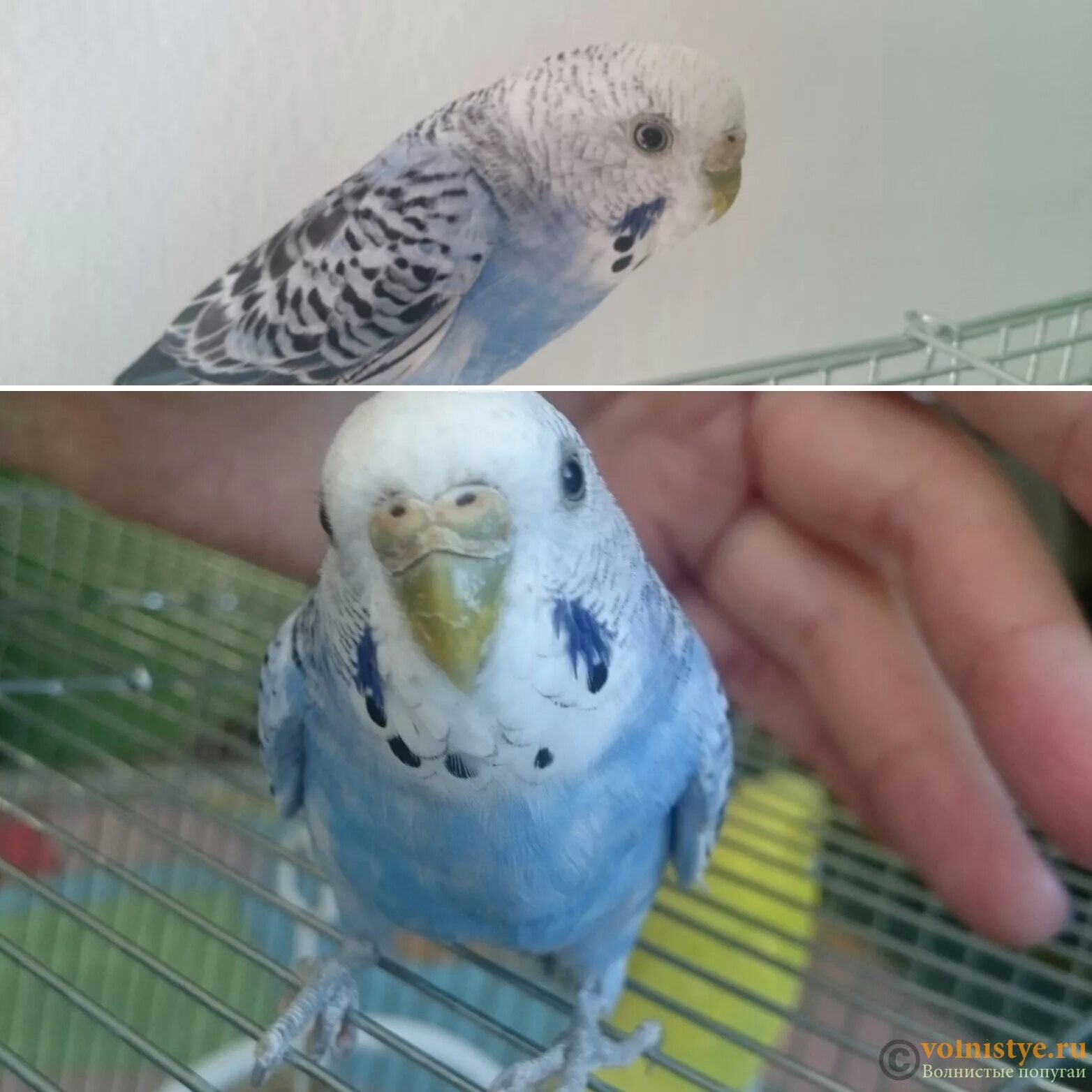 Как отличить волнистых попугаев самку