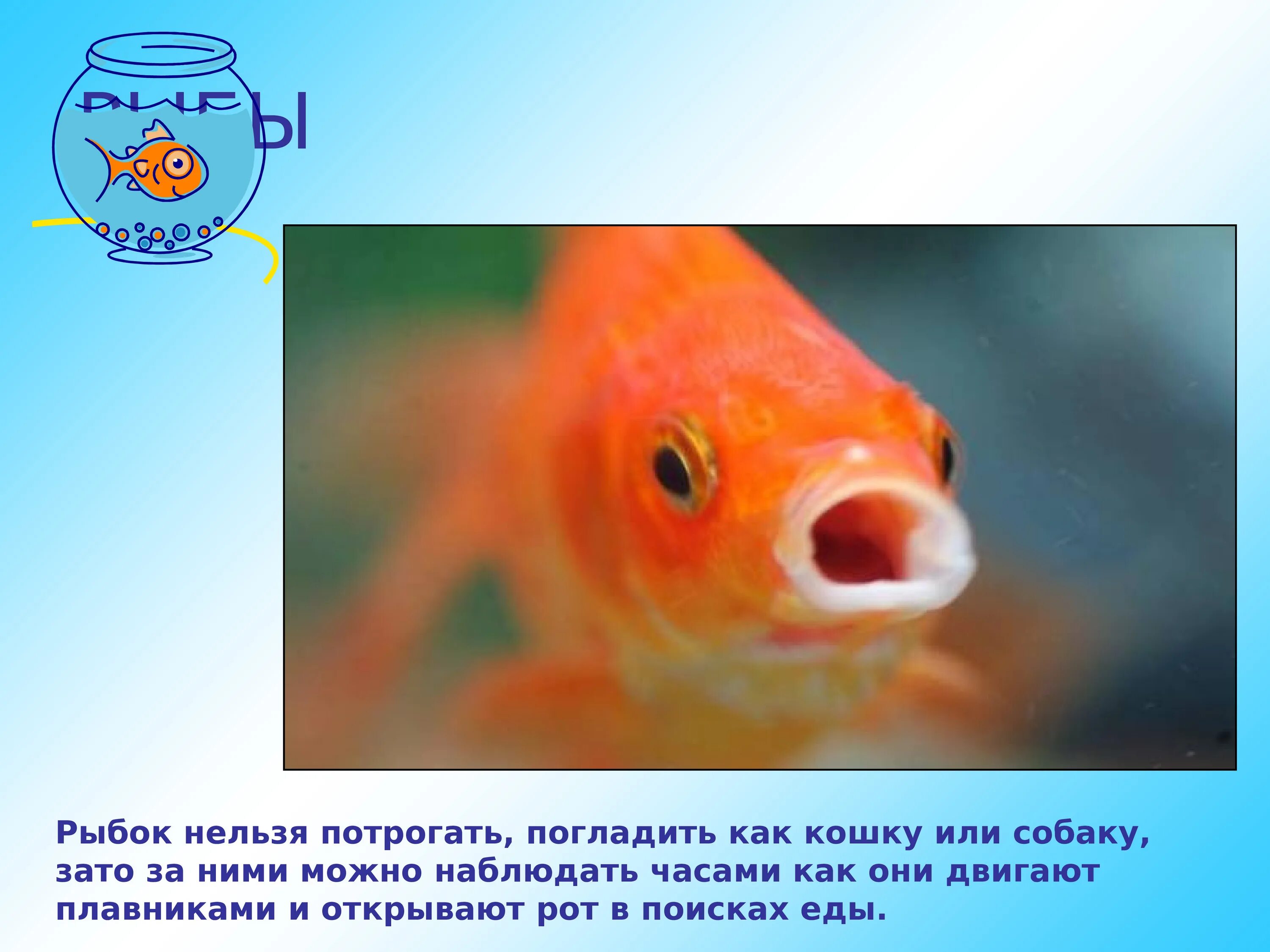 Рыба которую нельзя трогать. Доклад домашний питомец рыбка. Рыба которую нельзя трогать руками. Рыба которую можно гладить.