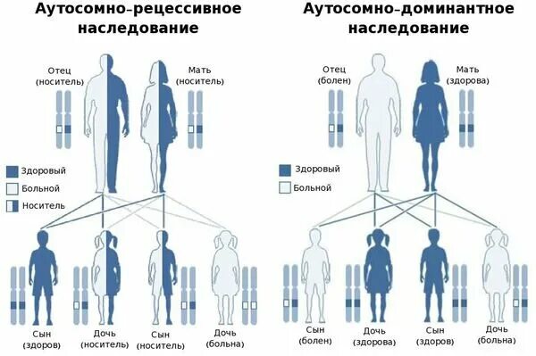 Рецессивный омега. Аутосомно-доминантный Тип наследования схема. Аутосомно-доминантный и аутосомно-рецессивный типы наследования. Аутосомно доминантный и рецессивный типы наследования. Аутосомно-рецессивное наследование схема.