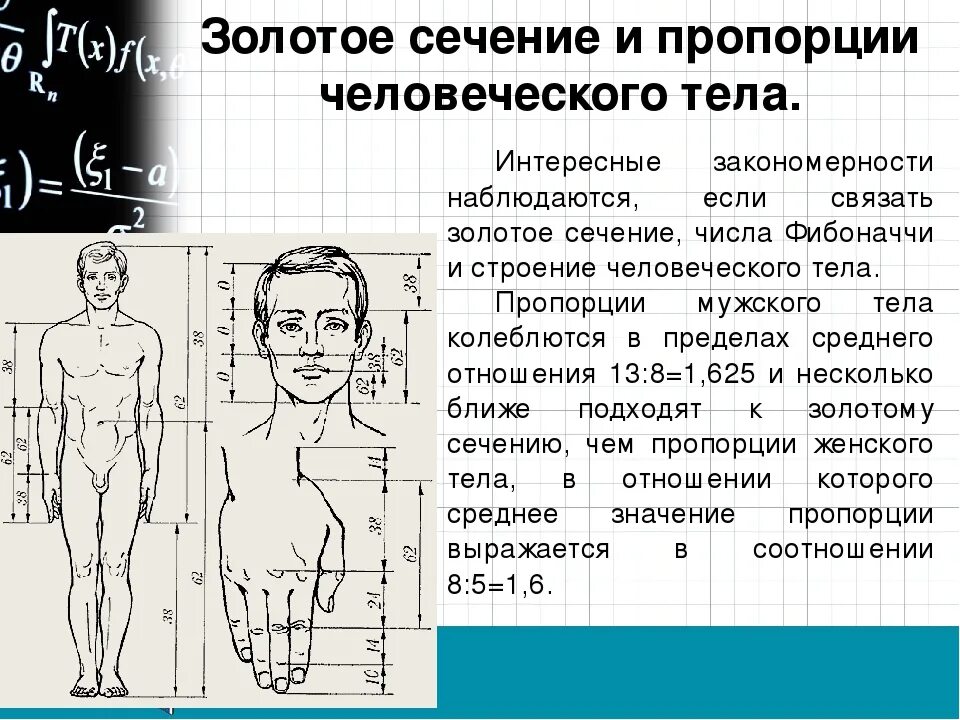 1.618 Золотое сечение. Золотое сечение пропорции. Золотое сечение пропорции тела. Золотое сечение число.