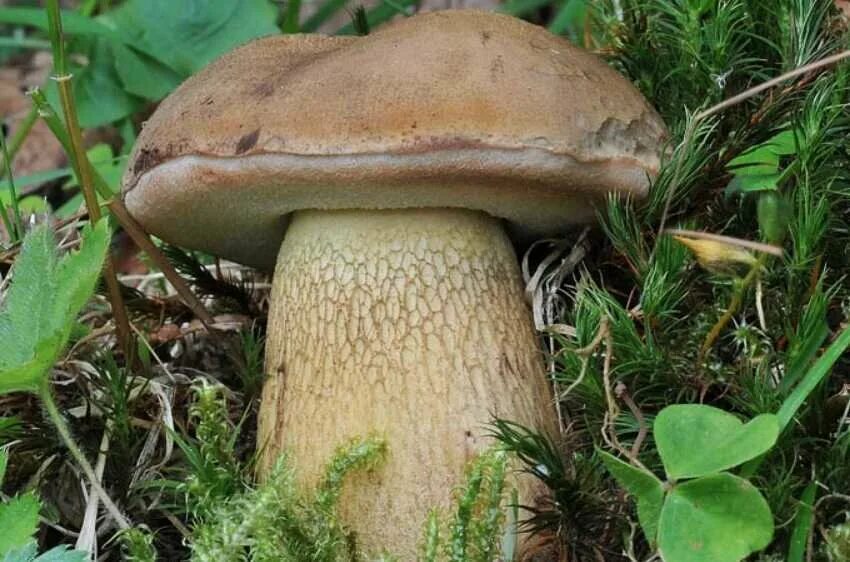 Горчак, ложный белый гриб. Горчак, ложный белый гриб. Жёлчный гриб. Желчный гриб фото раскраска. Горчак гриб фото на срезе.