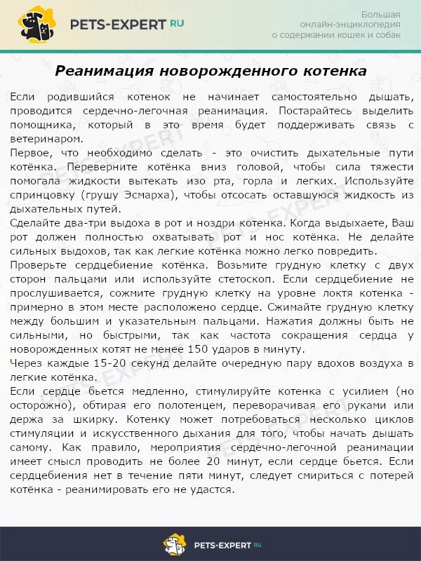 Как реанимировать котенка. Как реанимировать котенка новорожденного. как реанимировать котенка после родов.