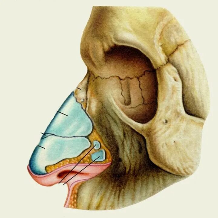Строение наружного носа. Анатомия наружного носа хрящи носа. Хрящевой скелет наружного носа.