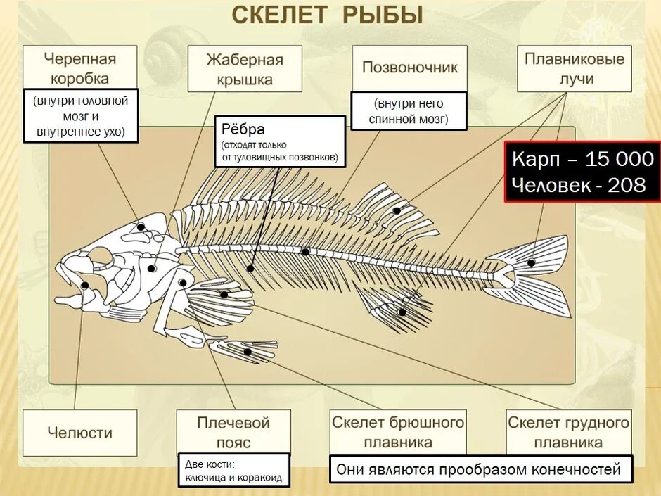 Внутреннее строение костной рыбы скелет. Внутреннее строение рыбы скелет 7 класс биология. Скелет рыбы спереди. Строение скелета костистой рыбы.