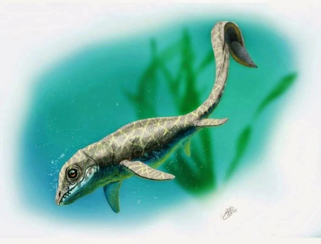 На рисунке изображен ихтиозавр вымершее. Cartorhynchus lenticarpus. ихтиозавры триаса. ихтиозавры триасового периода. ихтиозавры предки китов.