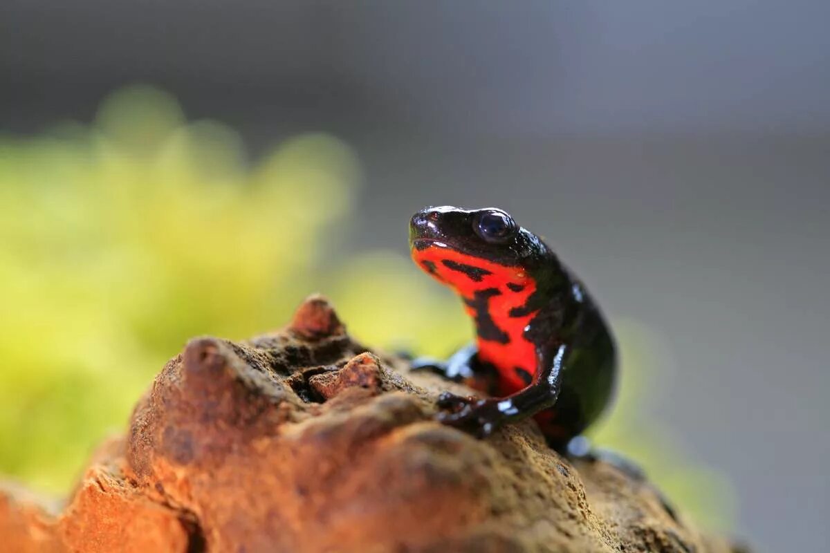 Восточноазиатские тритоны. Японский тритон. Китайский огненнобрюхий тритон. Карликовый тритон краснобрюхий. Японский тритон.