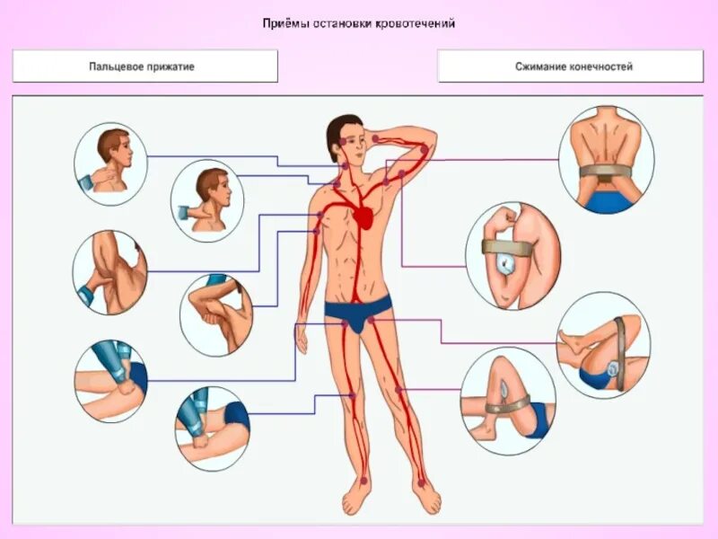 Кровотечения 8 класс биология