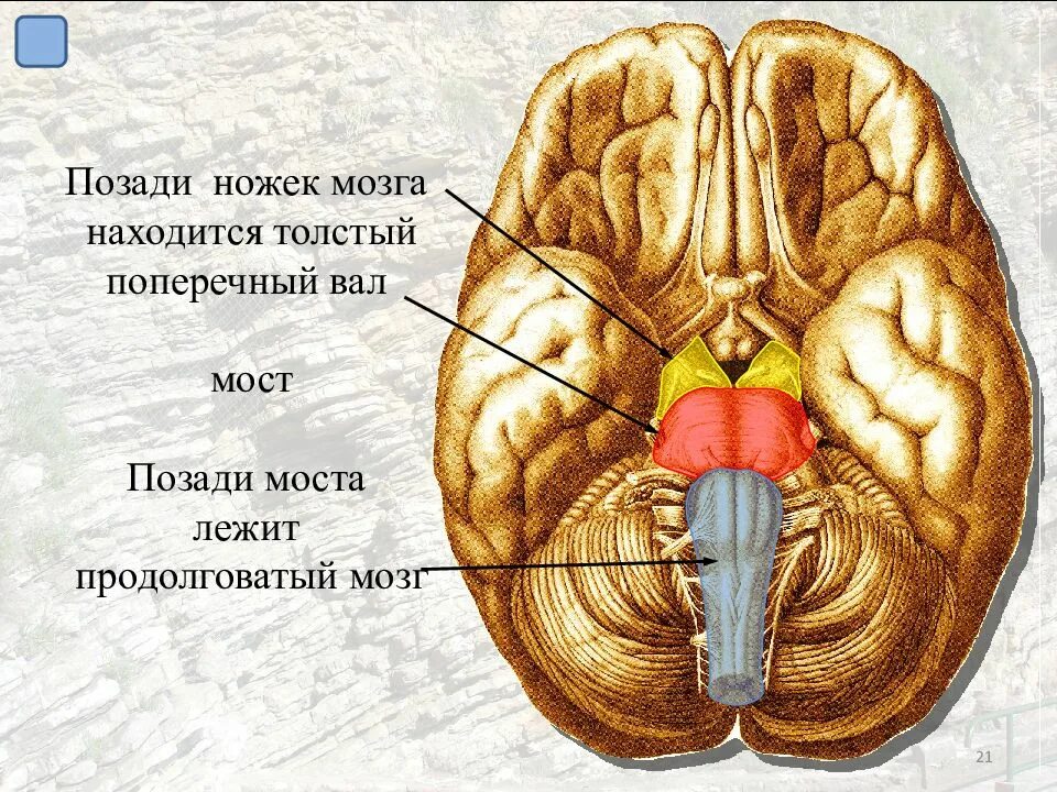 Ножки мозга. Строение ножек мозга. Ножки среднего мозга. Медиальная поверхность ножки мозга.