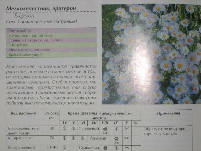 Вода в растении впр 6 класс биология. Ромашка описание растения 4 класс окружающий мир ВПР.