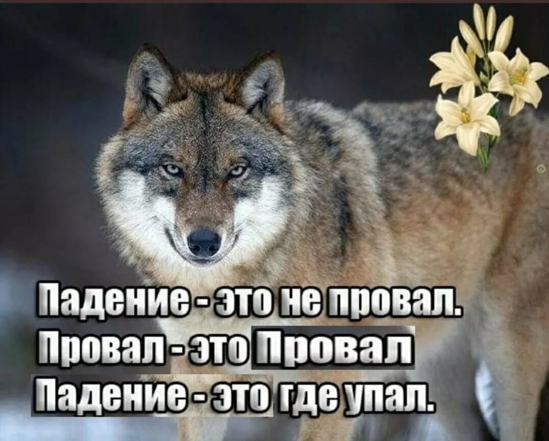 Мадина Махциева. Волк Мем. Цитаты волка. Смешные фразы про Волков. Этапируются это