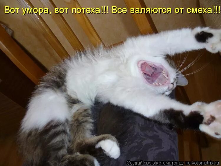 Задыхается от смеха. Ржу не могу приколы. Ща помру от смеха. Ой смех. Кот смеется.