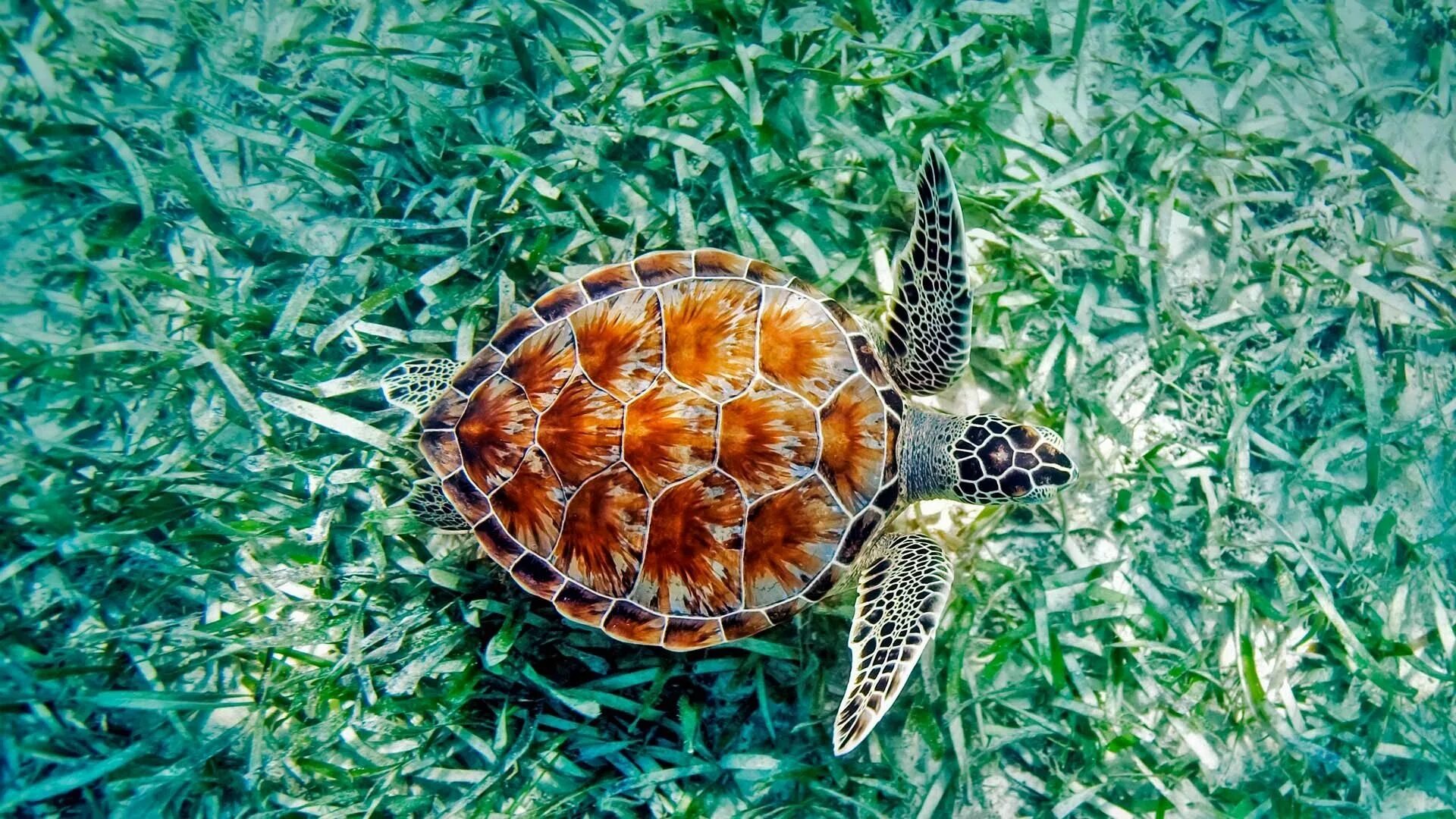 Turtle x. Черепаха бисса (Каретта). Коста Рика морские черепахи. Панцирь морской черепахи. Морская черепаха бисса панцирь.