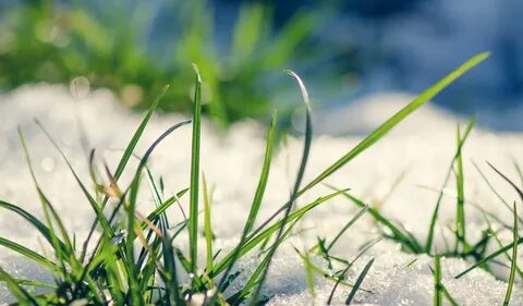 Grass spring