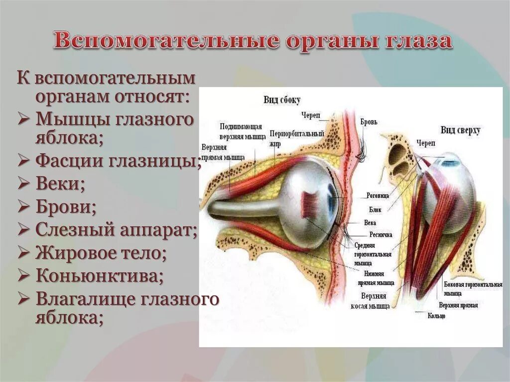 К вспомогательным функциям относятся. Строение глаза вспомогательные органы. Вспомогательные органы глазного яблока. Вспомогательные структуры глаза анатомия. Перечислите вспомогательные органы органа зрения.