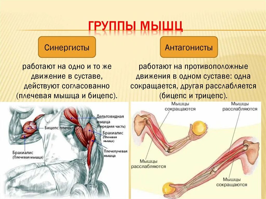 Мышцы человека презентация. Работа мышц человека. Мышцы человека 8 класс. Свойства мышц человека.